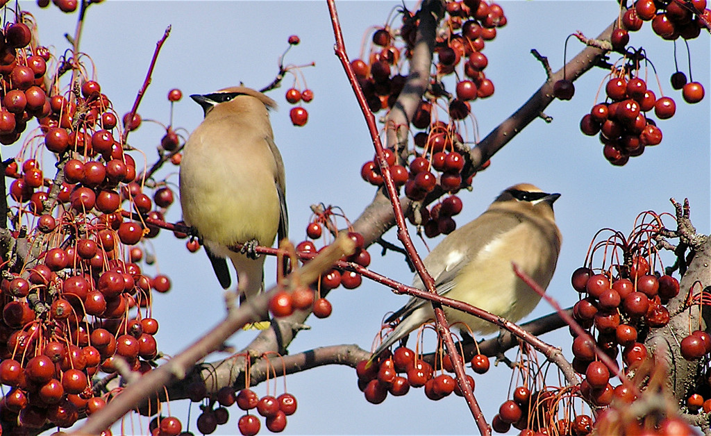 best-large-and-small-native-trees-for-wildlife