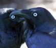 Two Ravens facing each other.