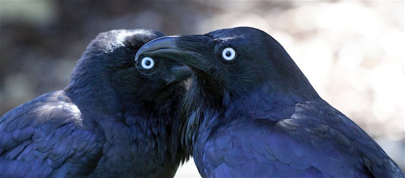 Two Ravens facing each other.