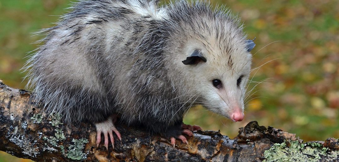 Virginia Opossum: frequent questions