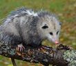 Image of a Virginia Opossum standing on a log.