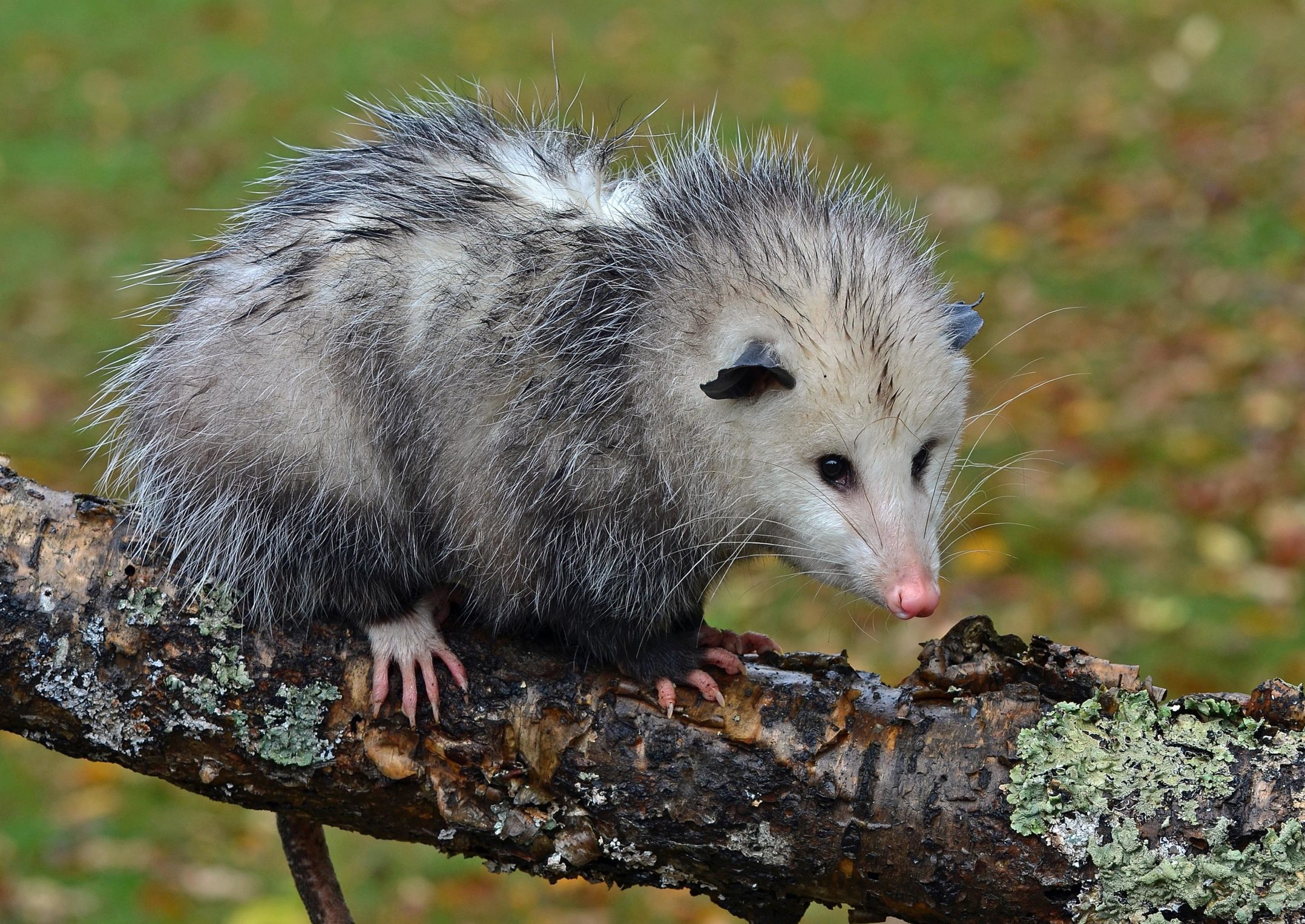 Opossum Als Huisdier Vogels