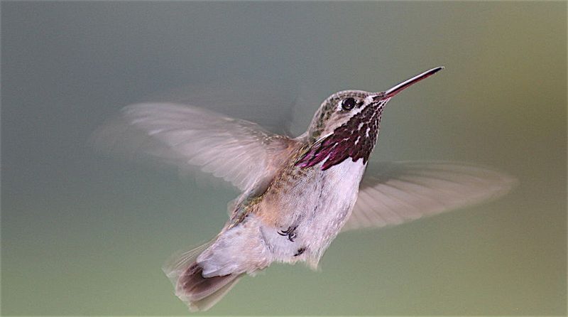 Calliope Hummingbird, Stellula calliope, in flight.