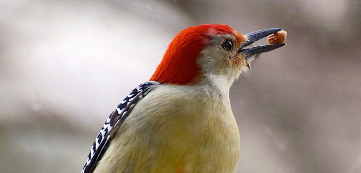 Close up of male Red-bllied Woodpecker holding its favorite seed in its beak, a peanut.