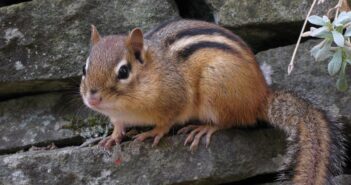 A Chipmunk is shown lying on a slab of stone.