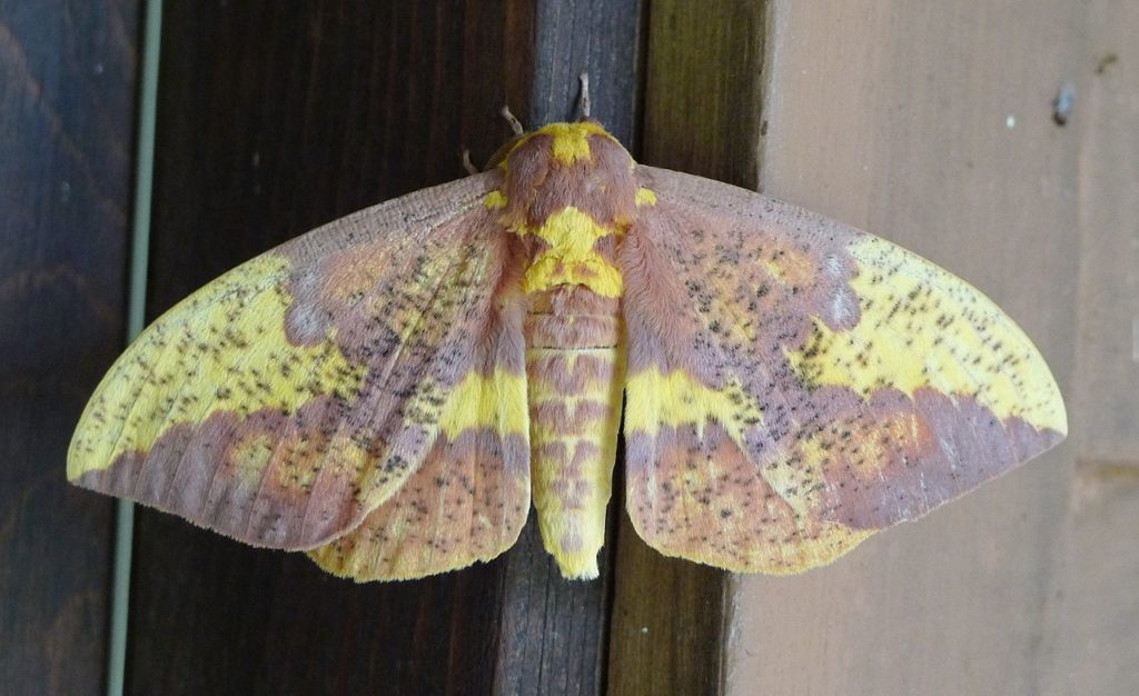 Imperial moth, Eacles imperialis, clinging to a window frame.