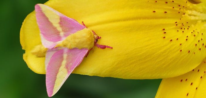 Rosy Maple Moth, Dryocampa rubicunda, sitting on a yellow flower petal.