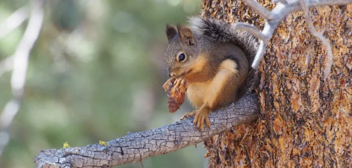 Pine squirrels love, love, love their pines! : Welcome Wildlife