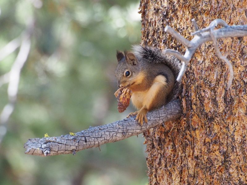 Douglas's Squirrel, one of the so-called pine squirrels, sitting on the branch of a pine tree while eating seeds of a pinecone.