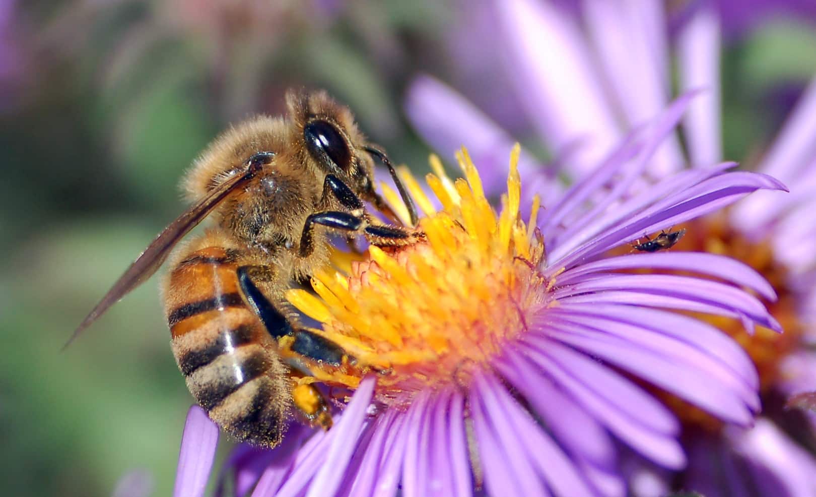 Пчела дикая фото как выглядит