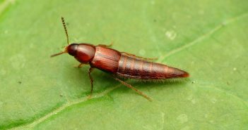 Rove beetle standing on a green leaf.