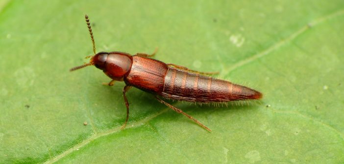 Rove beetle standing on a green leaf.