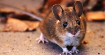 A Wood Mouse standing on a solid, gray surface facing the camera.