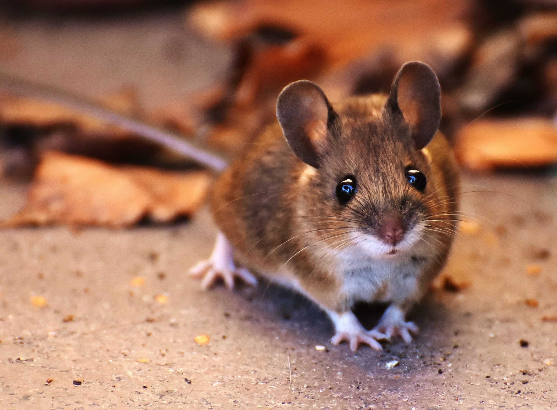 Frequent questions about mice - Welcome Wildlife