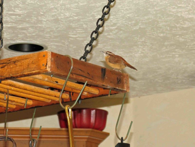 Carolina Wren standing on top of a rustic wooden pot rack in a kitchen.