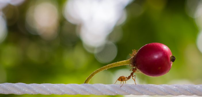 Saharan Silver Ant carrying a large berry along a white rope.