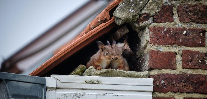 Young squirrels looking out from under the tile roof of a house.