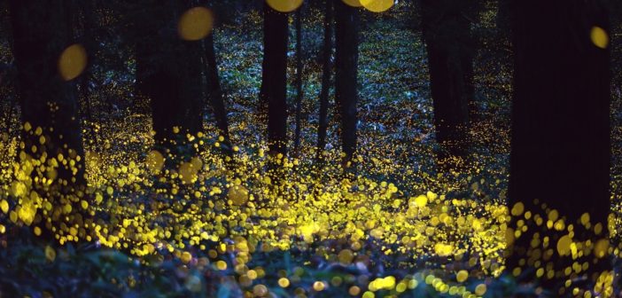 In your yard: fireflies | Welcome Wildlife