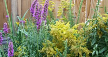 A mix of purplish-pink gayfeathers and yellow goldenrods mixed in a garden.