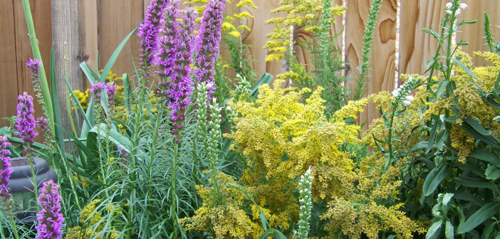 A mix of purplish-pink gayfeathers and yellow goldenrods mixed in a garden.