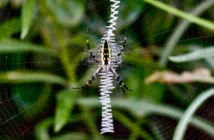 All about spiders: basics, body, behavior - Welcome Wildlife