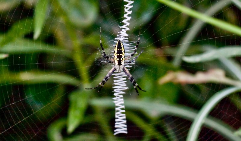 Female Black and yellow Garden Spider, Argiope aurantia, hanging head-down in the center of her web.