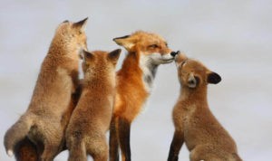 Red Fox female and three kits together, set against white background.