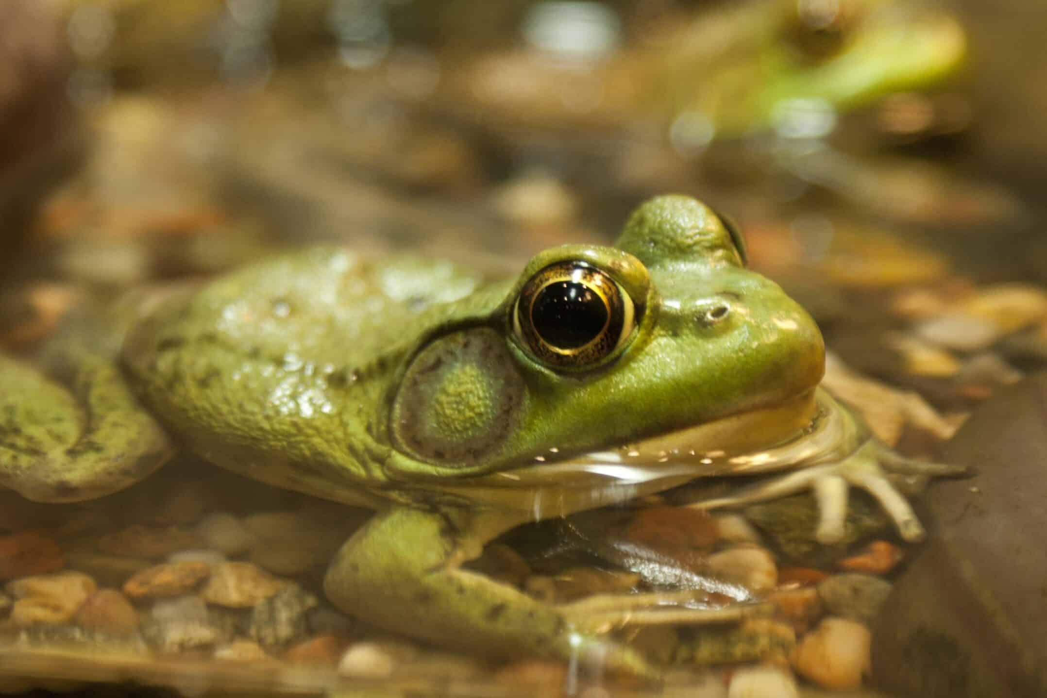 World's biggest frogs are so strong they move heavy rocks to build their  own ponds