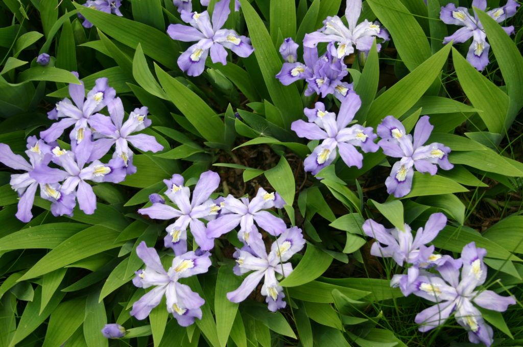 Dwarf Crested Iris, Iris cristata, blooming with lavender flowers.