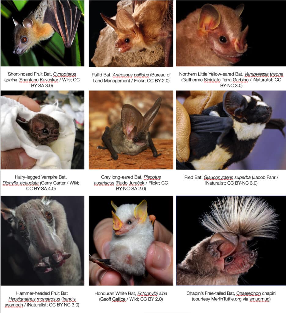 A photo composite made up of the images of nine different bats.