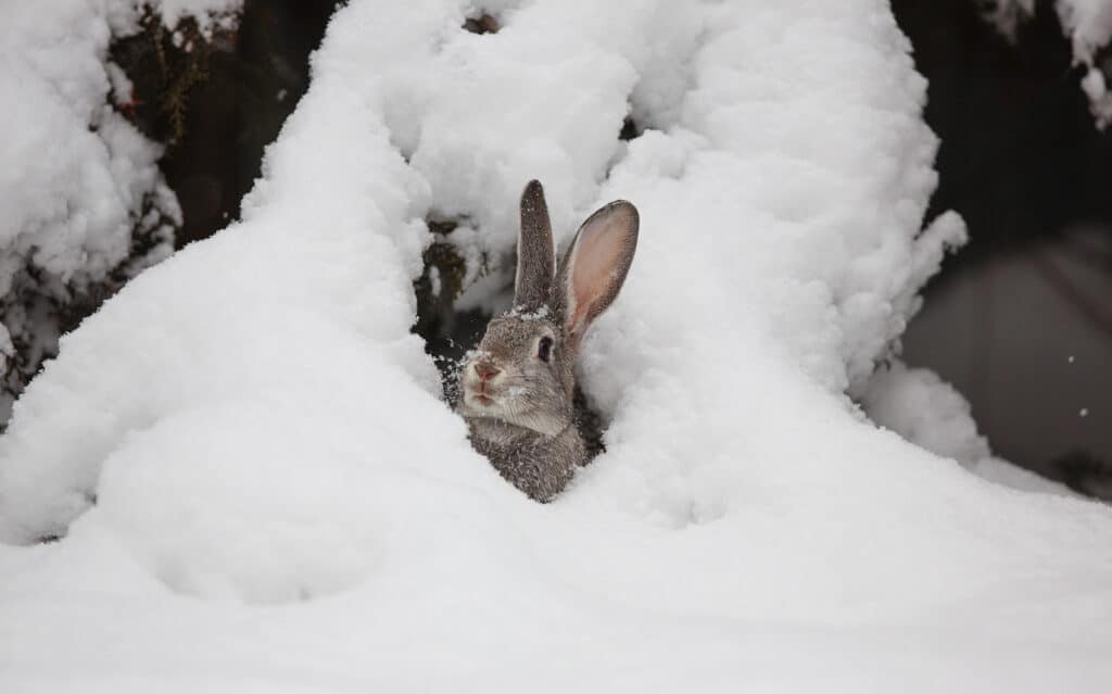 A Cottontail rabbit is peering out from under a thick blanket of snow, facing the camera.