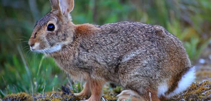 A wild cottontail rabbit as seen from the left side.