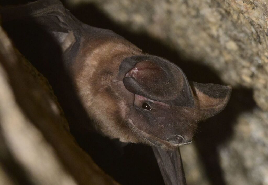 A Greater Mastiff Bat is clinging downward to a stone wall.