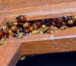 Colorful congregation of orange and yellow Harlequin Ladybird Beetles huddled together in a window sill.