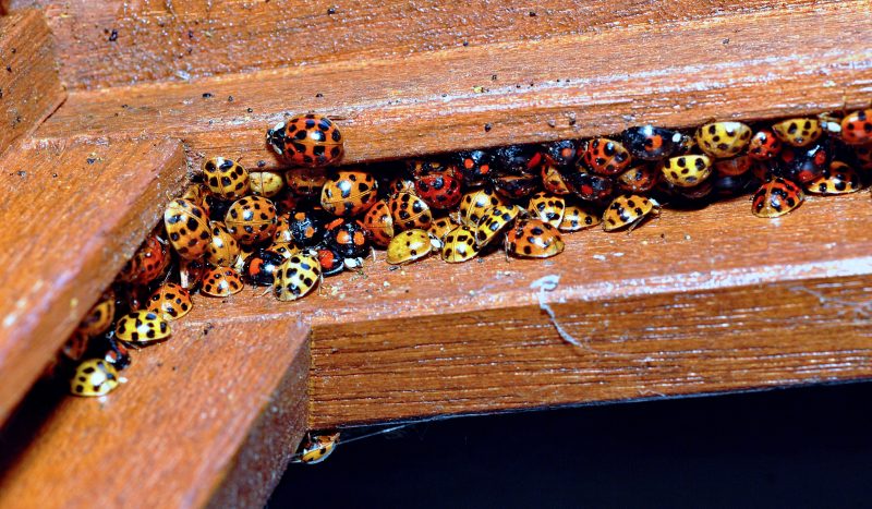 Colorful congregation of orange and yellow Harlequin Ladybird Beetles huddled together in a window sill.