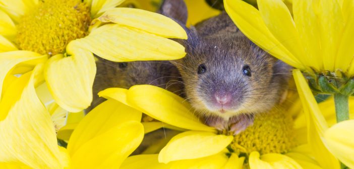 House mouse peeking out of yellow flowers