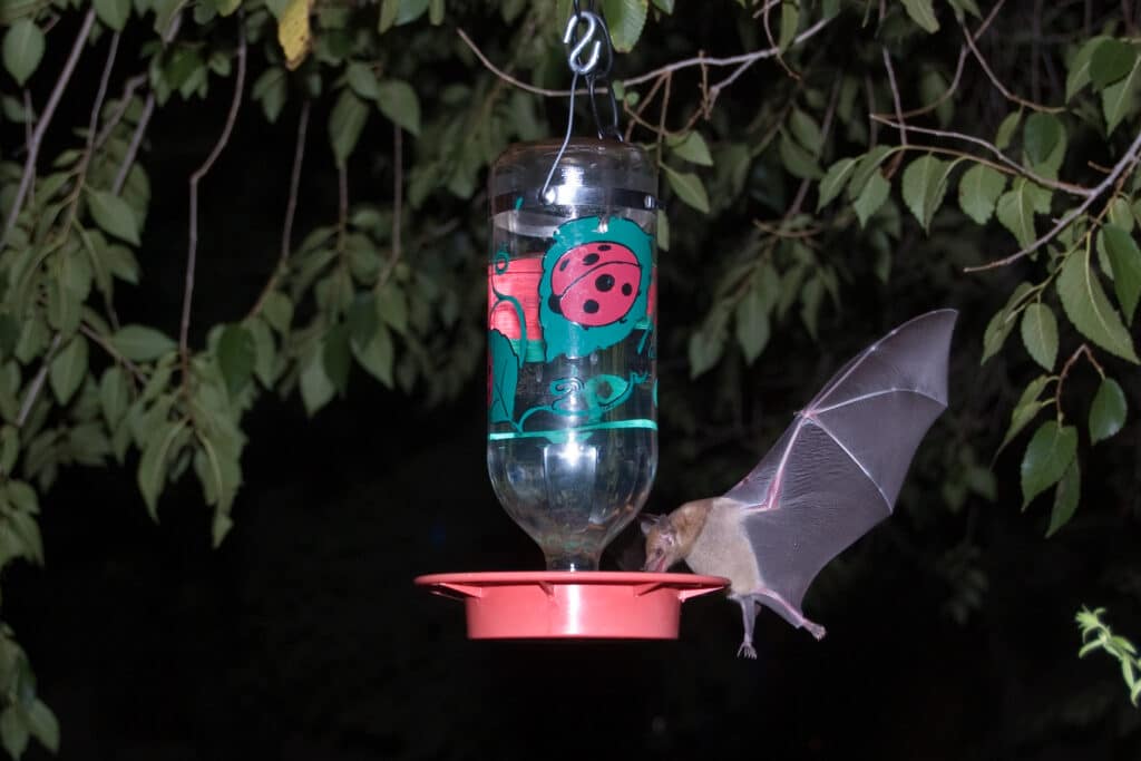 Mexican Long-tongued Bat drinking nectar from a hummingbird feeder.