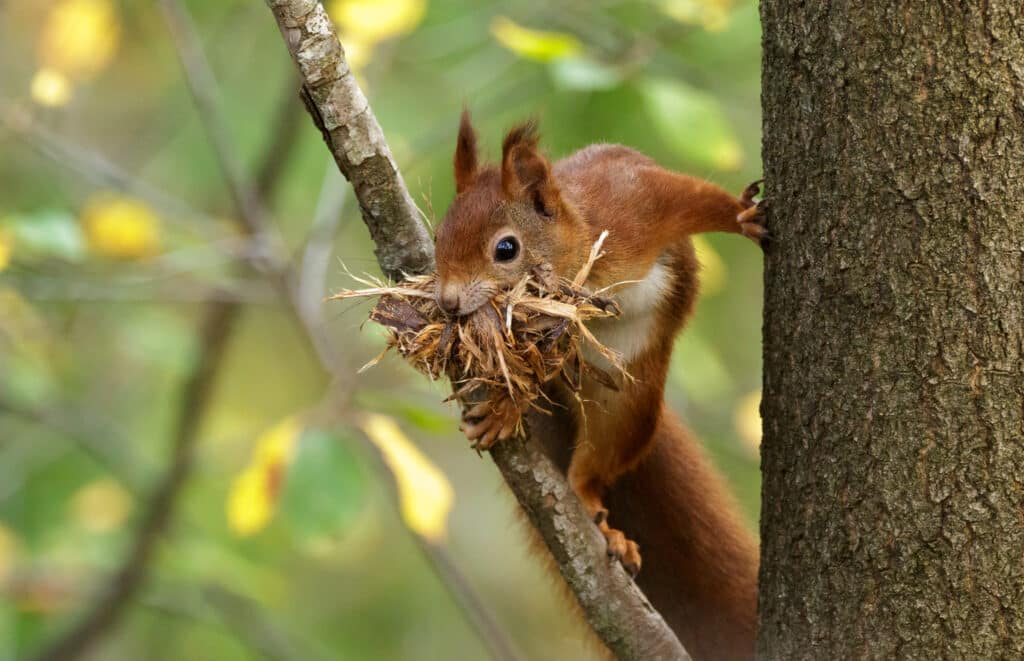 An American Red Squirrel is clinging to a tree branch and is holding twigs and leaves in its mouth.