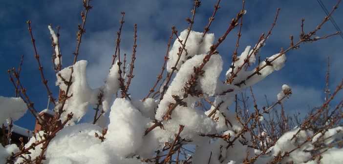 Snow on bare limbs of a shrub