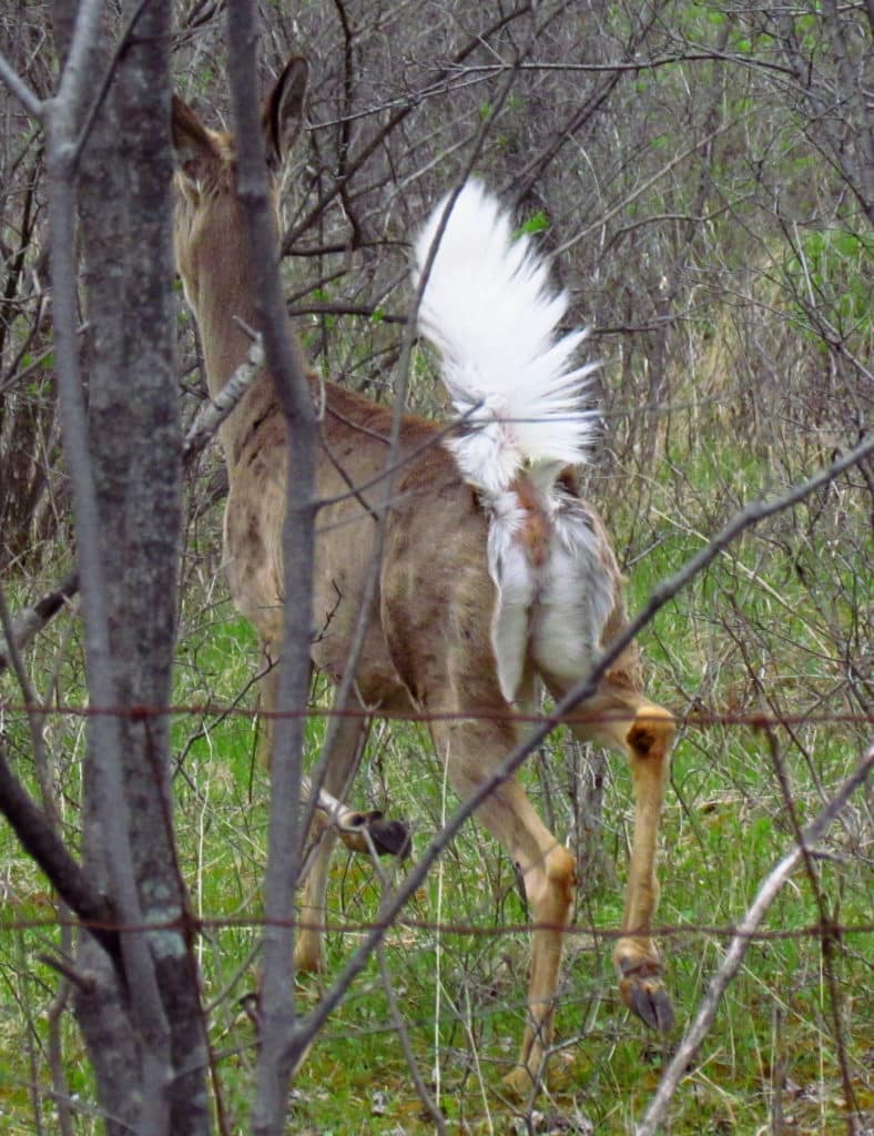 Image of a White-tailed Deer with its tail up, as viewed from the back.