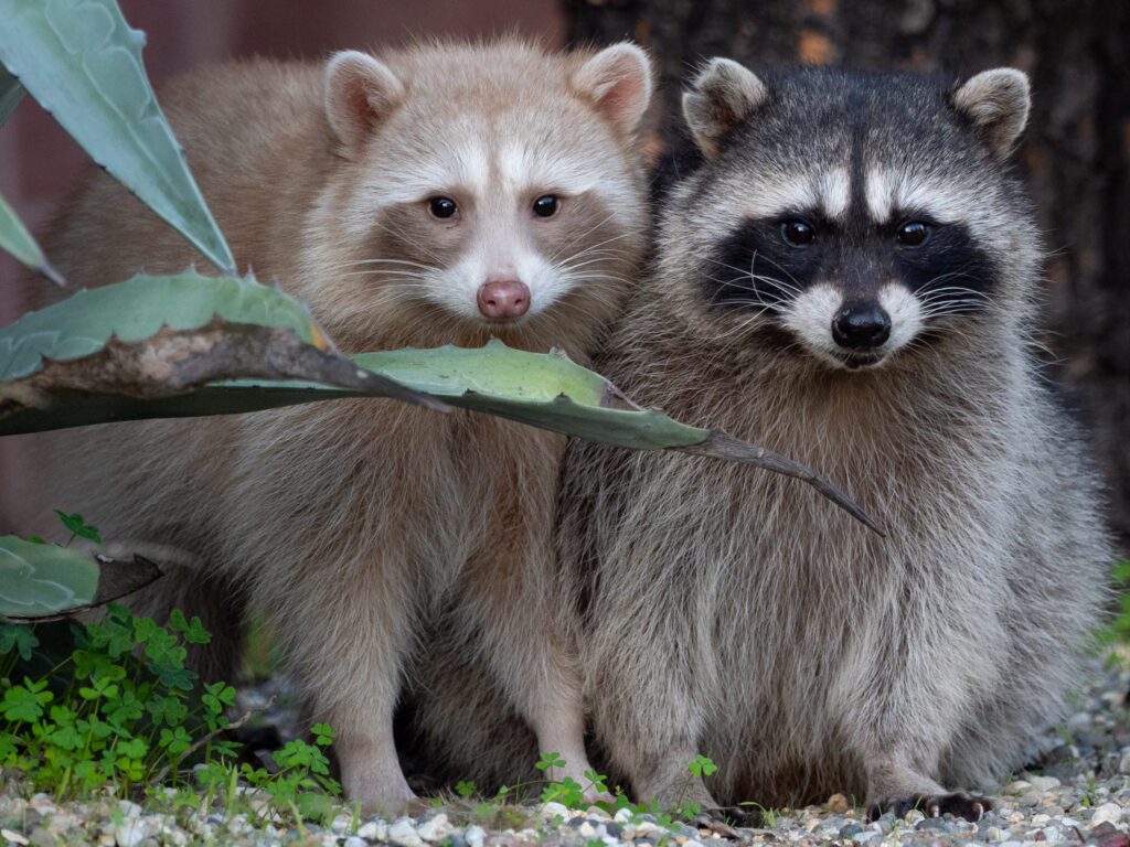 A blonde Raccoon is standing beside a Raccoon that has typical coloration. Both are facing the camera.