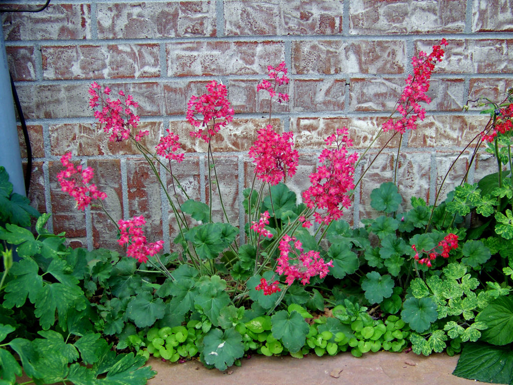 16 spring-flowering perennials for wildlife - Welcome Wildlife