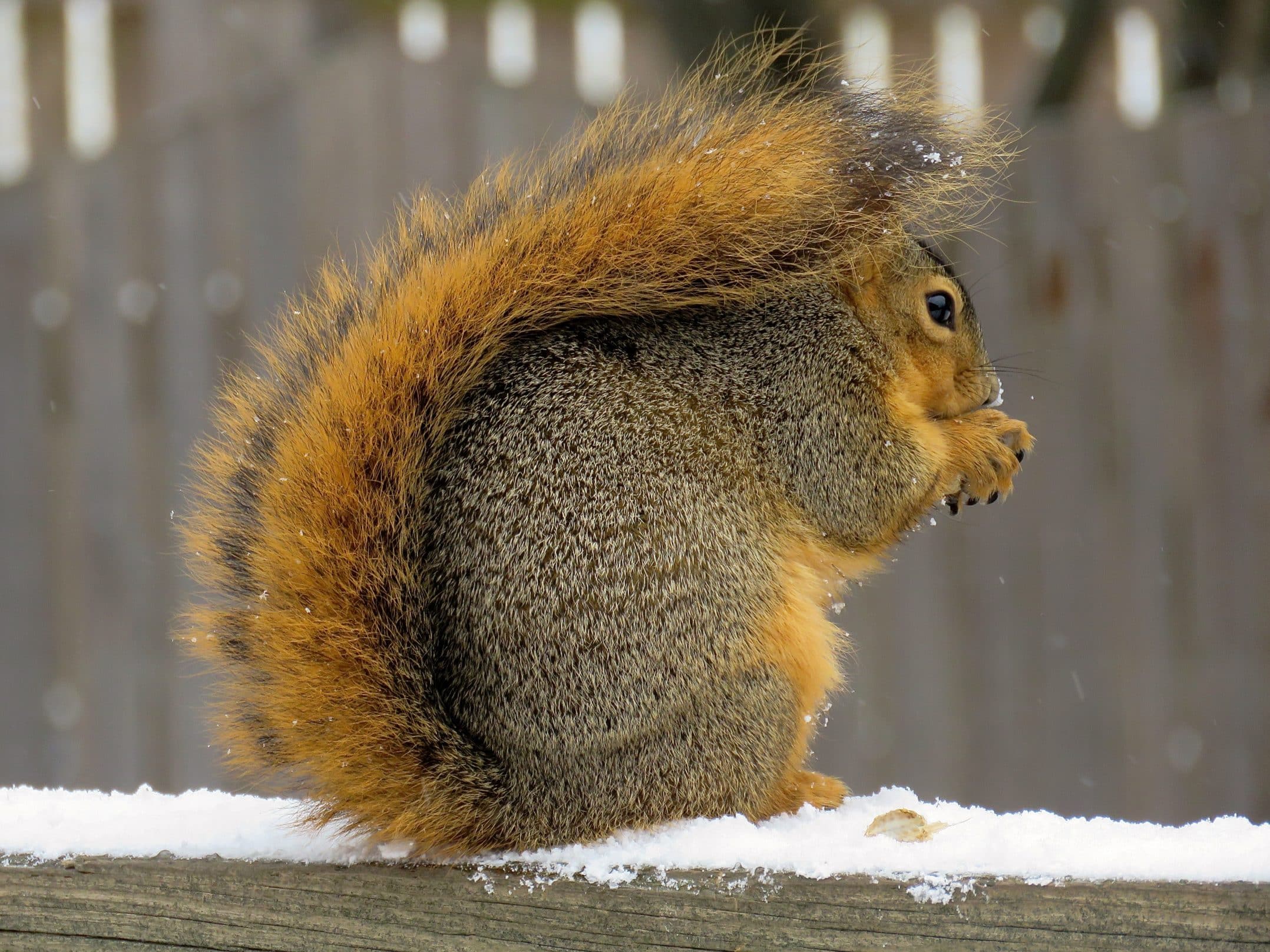 All about Fox Squirrels and Gray Squirrels | Welcome Wildlife