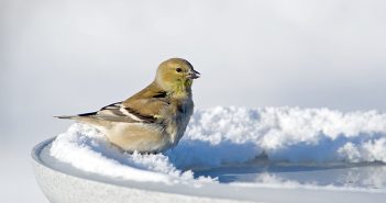 Goldfinch standing on snowy lip of a birdbath.