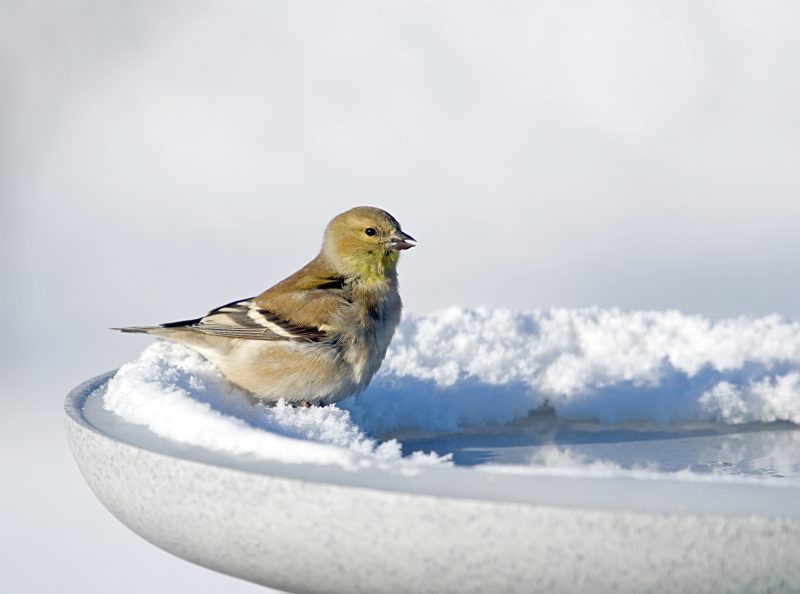 Goldfinch standing on snowy lip of a birdbath.