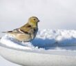 Goldfinch standing on snowy lip of a birdbath.