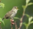 Male House Wren standing on a twig and singing.