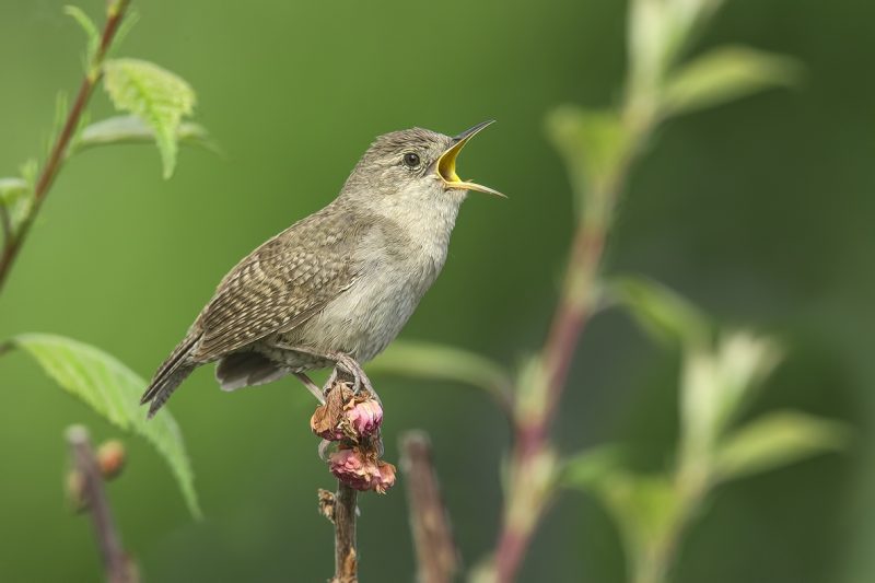 Male House Wren standing on a twig and singing.