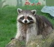 Northern Raccoon facing the camera and standing in grass