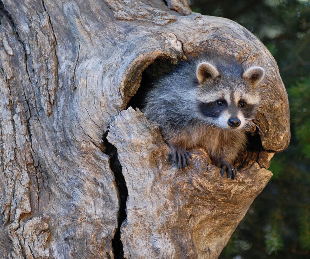 A Raccoon is peering out of its den in a tree trunk.